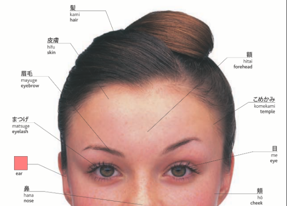 Image of face with labels for parts in Japanese, one word occluded